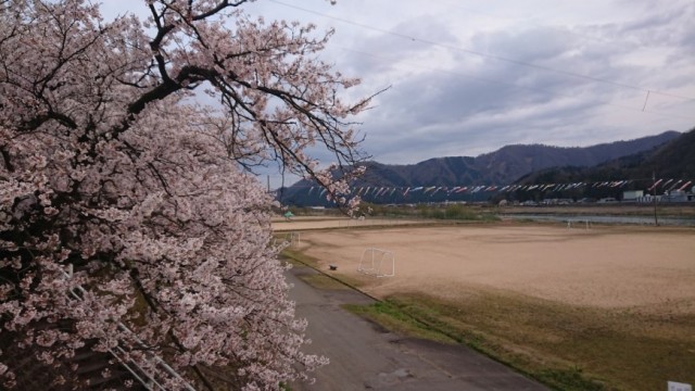 勝山の弁天桜